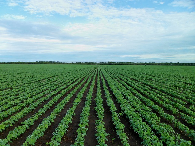 soybean field 1610754 640