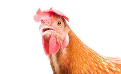 В России впервые создали искусственную среду кишечника курицы