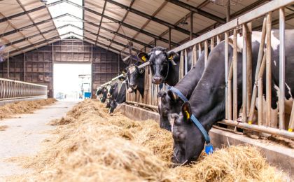 Роспотребнадзор выступил против использования зилпатерола в добавках к кормам для животных
