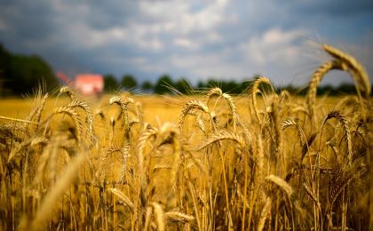 Прогноз экспорта российской пшеницы повышен